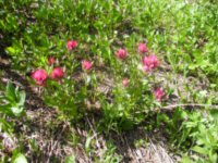 Red Flowers