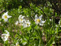 Flowers White